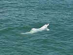 Chinese white dolphin.jpg