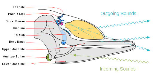 Diagram illustrating sound generation, propagation and reception in a toothed whale. Outgoing sounds are in cyan and incoming ones are in green