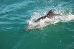 Dolphins at Lüderitz, Namibia (3144863196).jpg