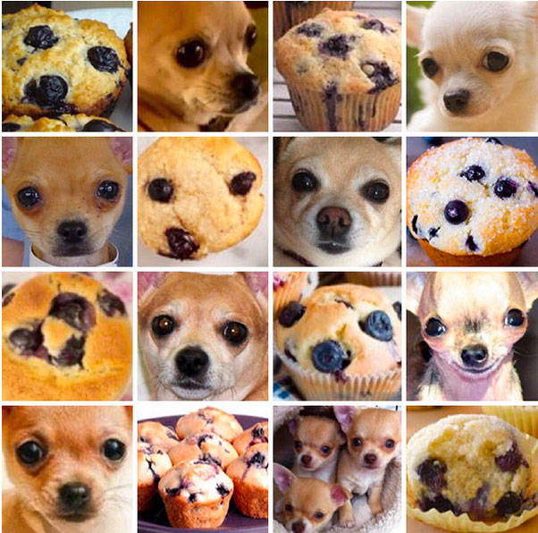 Images of chihuahuas