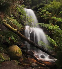 Ferntree falls