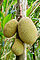 Jackfruit hanging.JPG