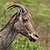 Nilgiri tahr (Nilgiritragus hylocrius) female head.jpg