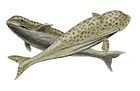 Odobenocetops leptodon