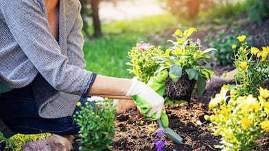 Woman planting flowers in garden bed