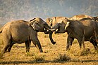 Tussle of tuskers.jpg