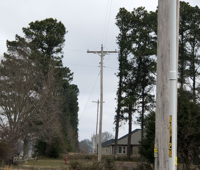 powerline trees