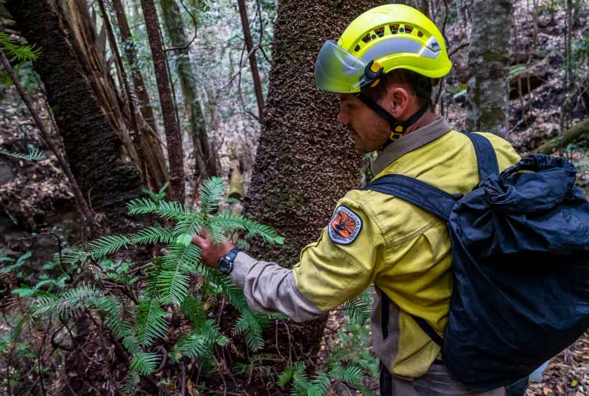 Wollemi Pine saved fire