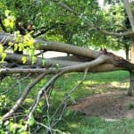 bradford pear tree that has split