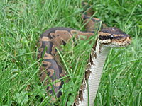 Ballpython020.jpg