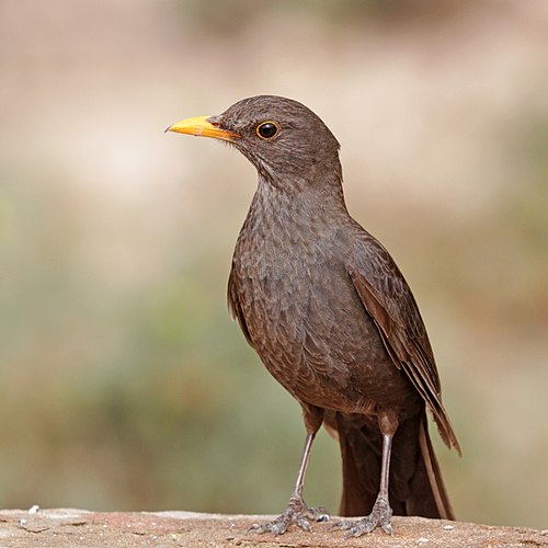 Common blackbird (Turdus merula mauretanicus) female.jpg