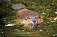 A swimming beaver.