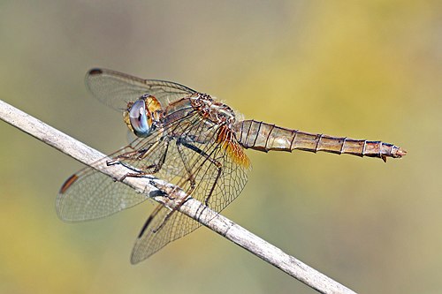 Scarlet darter (Crocothemis erythraea) female Bulgaria.jpg