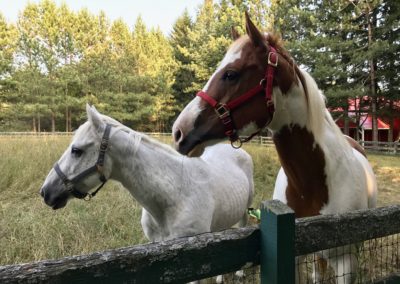 Moby and Carl being curious