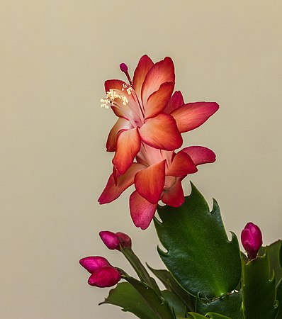 Schlumbergera (actm) 01.jpg