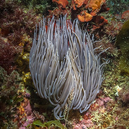 Anémona de mar común (Anemonia viridis), Parque natural de la Arrábida, Portugal, 2020-07-21, DD 07.jpg