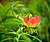 Gloriosa Lily, Ethiopia (15740912399).jpg