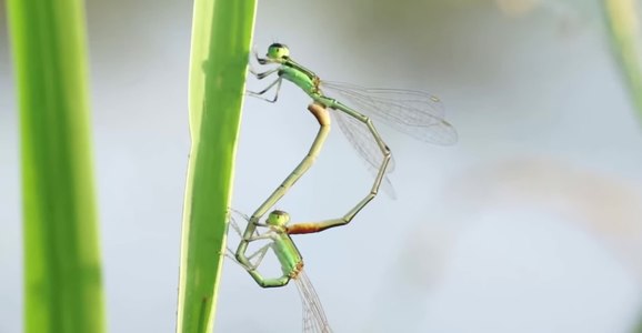 File:Mating dragonflies - nosound - stabilized.webm