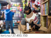 Pinscher puppy in pet shop. Стоковое фото, фотограф Яков Филимонов / Фотобанк Лори