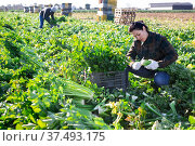 Asian female farmer harvesting celery on vegetable plantation. Стоковое фото, фотограф Яков Филимонов / Фотобанк Лори