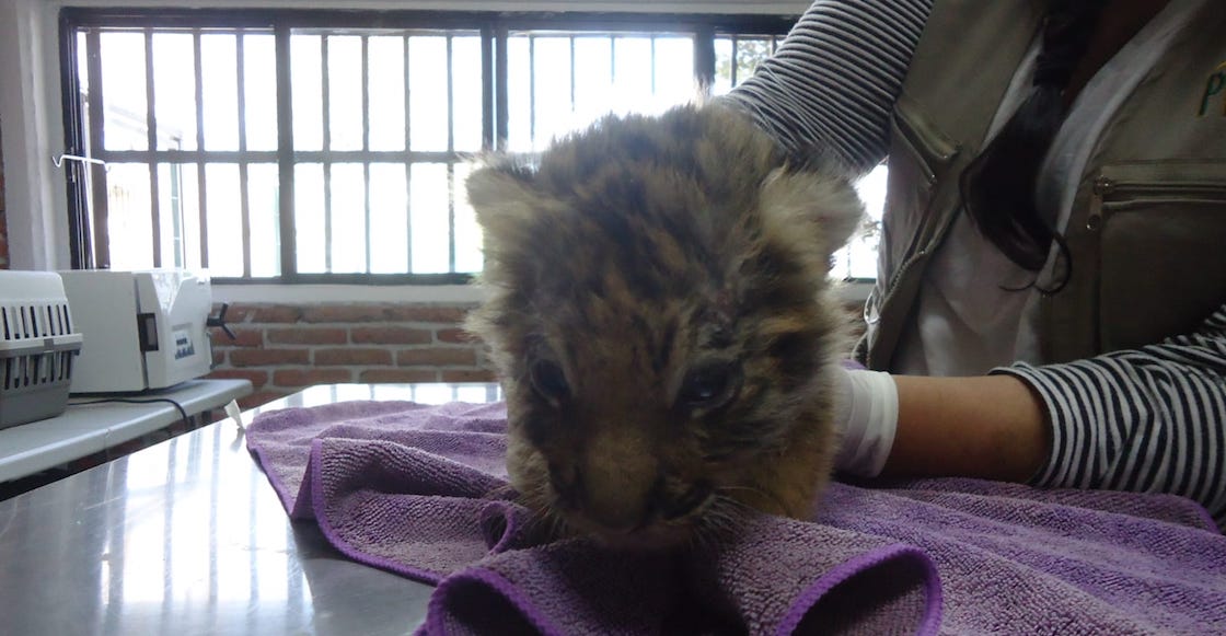 rescatan-cachorro-tigre-profepa-guanajuato