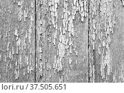 Old grungy wooden wall with white peeling paint. Стоковое фото, фотограф EugeneSergeev / Фотобанк Лори