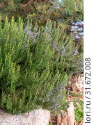 Rosemary bush (Rosmarinus officinalis) close-up. Стоковое фото, фотограф Татьяна Ляпи / Фотобанк Лори