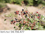 Wild blackberry (Rubus fruticosus) Стоковое фото, фотограф Татьяна Ляпи / Фотобанк Лори