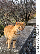 Friendly, redhead, homeless cat close-up. Стоковое фото, фотограф Татьяна Ляпи / Фотобанк Лори