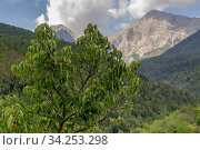 Wild mulberry (Morus) on a background of mountains. Стоковое фото, фотограф Татьяна Ляпи / Фотобанк Лори