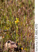 Flowering plant (Ophrys ferrum-equinum) close-up in natural habitat close-up. Стоковое фото, фотограф Татьяна Ляпи / Фотобанк Лори