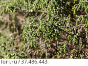 Medicinal, toxic plant (Thymelaea hirsuta) grows in close-up. Стоковое фото, фотограф Татьяна Ляпи / Фотобанк Лори