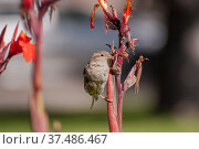 Little sparrow (Passer domesticus) sitting on a branch close-up. Стоковое фото, фотограф Татьяна Ляпи / Фотобанк Лори