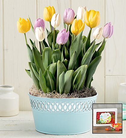 Sweet Spring Tulip Bulb Garden + Free Candy