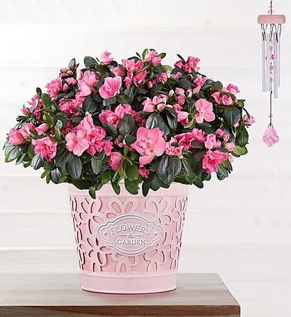 Pretty In Pink Azalea