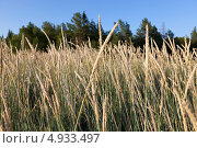 Овсяница (Festuca arundinacea) Стоковое фото, фотограф Александр Новиков / Фотобанк Лори