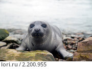 Гренландский тюлень. Стоковое фото, фотограф Александр Новиков / Фотобанк Лори