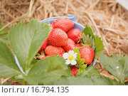 Fresh strawberries in a bucket in a strawberry field. Стоковое фото, фотограф STOCKFOOD LBRF / easy Fotostock / Фотобанк Лори