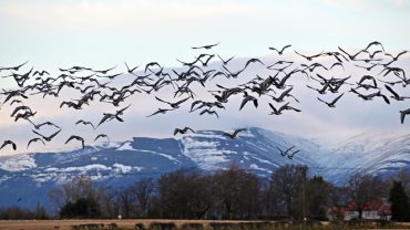 gansos-nevados-migracion-chihuahua