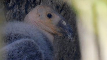 nace-cria-condor-zoologico-chapultepec-cdmx