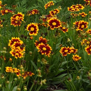 flowers in garden