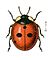 Coccinella.quinquepunctata.jacobs24.jpg