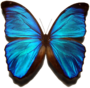 Morpho menelaus.png