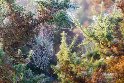 Web, Jaring Laba-Laba, Titik Embun