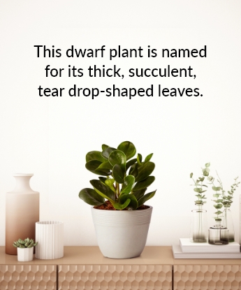 Named for Leaves