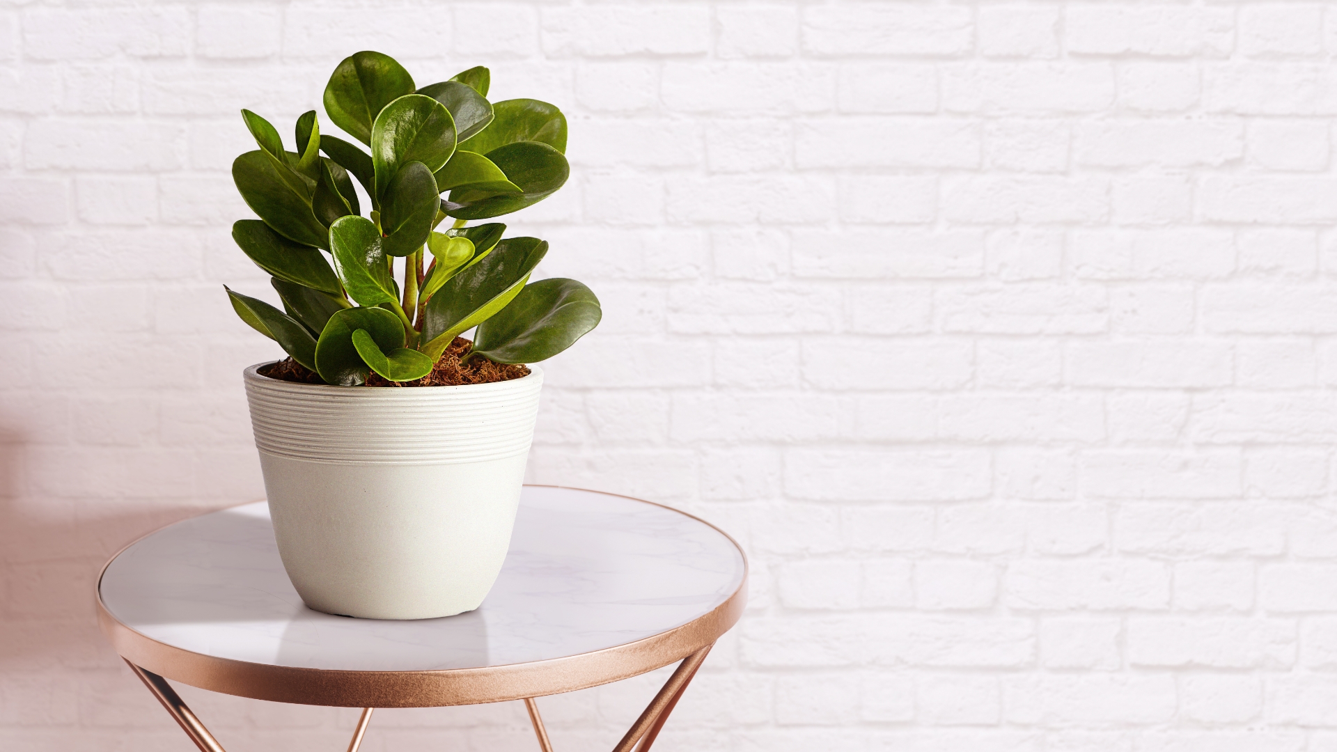 ### Rubber Plant on Table ###