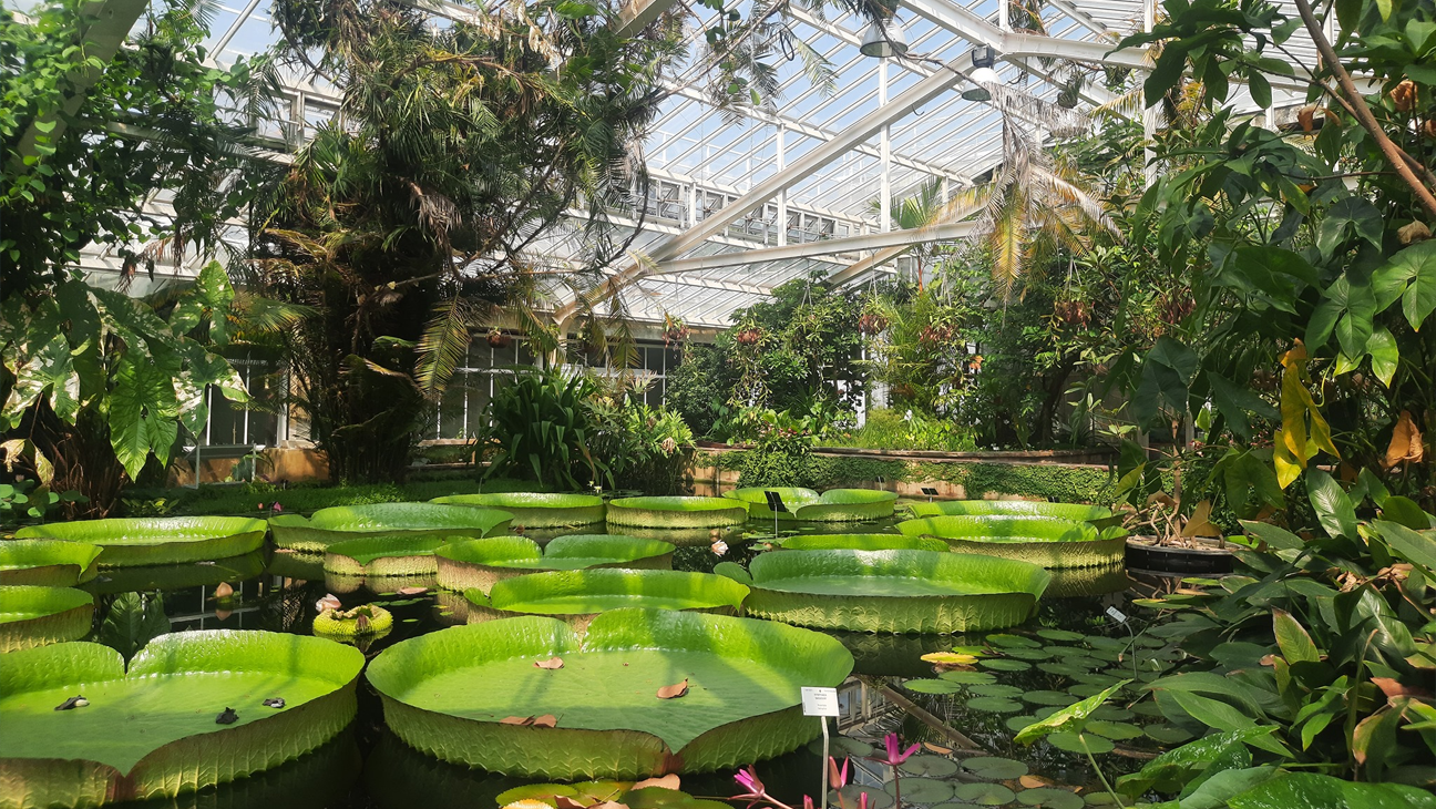 Serre van de Plantentuin in Meise