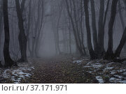 Foggy forest. Стоковое фото, фотограф александр жарников / Фотобанк Лори