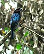 Greater Racket-tailed Drongo