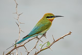 Kékfarkú gyurgyalag (Merops philippinus) a Bundala Nemzeti Parkban (Srí Lanka)